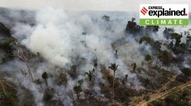 forests fires