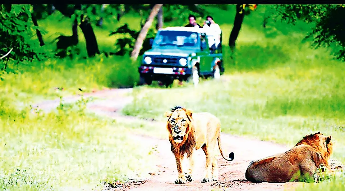 Peacock, gir national park, Gujarat, india, asia Stock Photo - Alamy