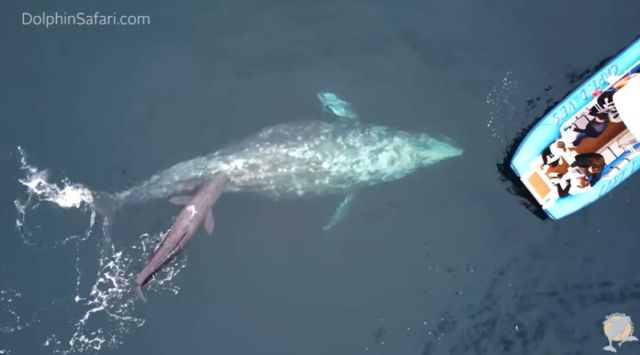 Tourists have ‘whale’ of a time watching mammal give birth to baby calf