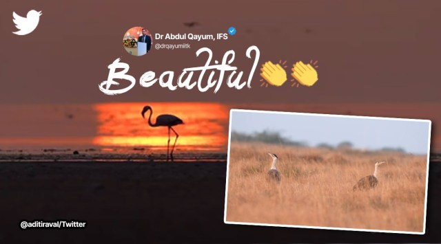 great indian bustard, flamingos, rann of kutch, video from rann of kutch, indian express