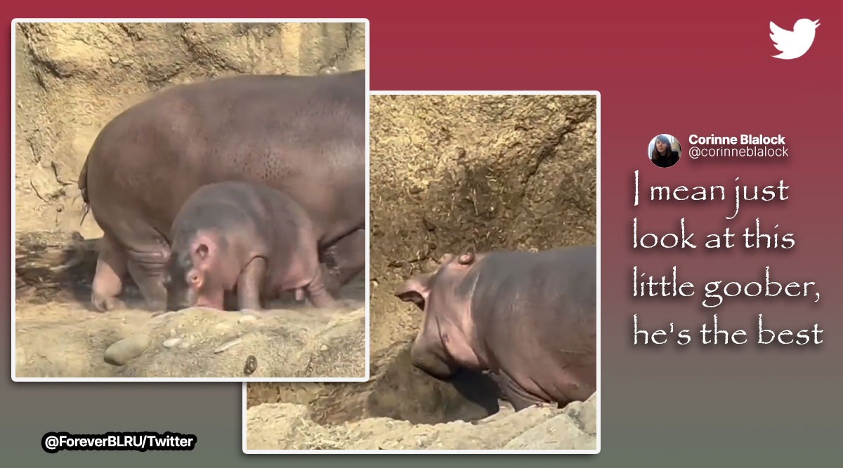 Baby hippo viral video, cute hippo viral videos, Fritz hippo Cincinnati Zoo, for how long do baby hippos drink mothers milk, indian express
