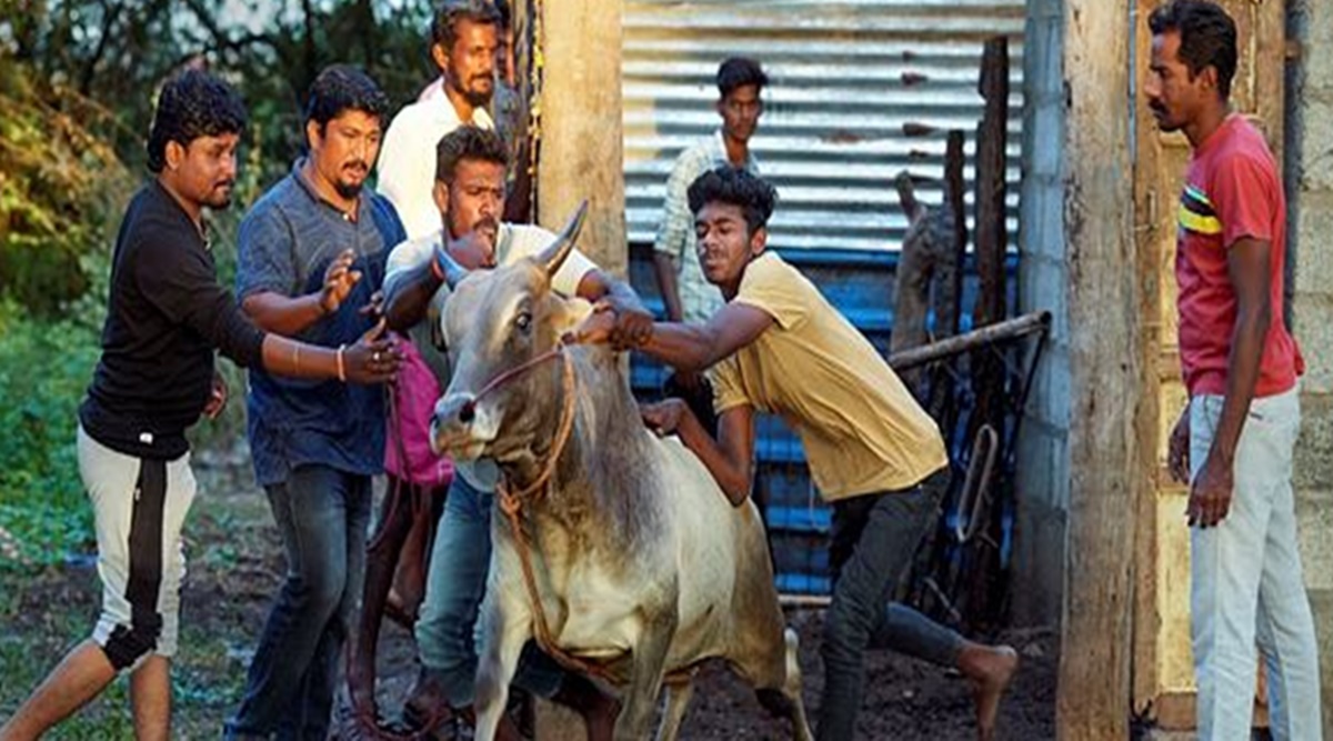 Tamil Nadu preps up for Jallikattu