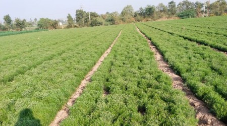 A jeera field in a village in Babra taluka of Amreli, Gujarat. (Express Photo)