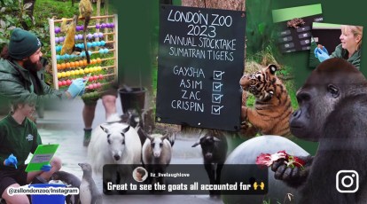 Watch: London zoo starts annual headcount of its animals | Trending  News,The Indian Express