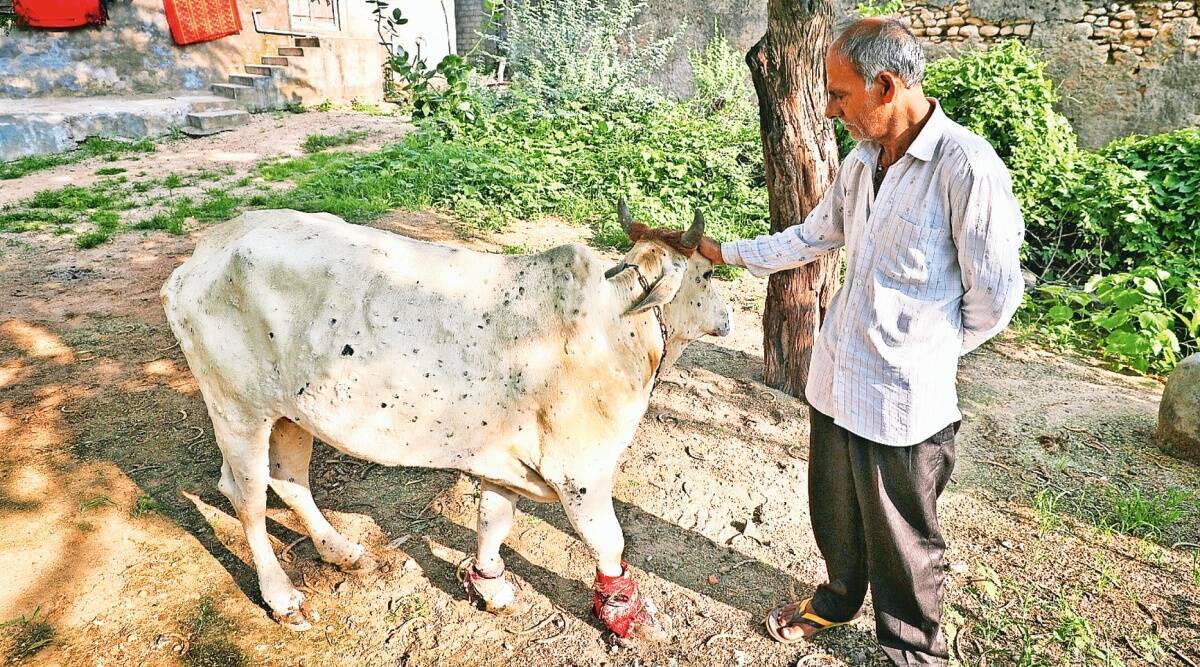 There are several poor people who rear 2-3 bovines to earn their living and many such farmers have suffered huge losses due to the death of their cattle. (Express Photo)