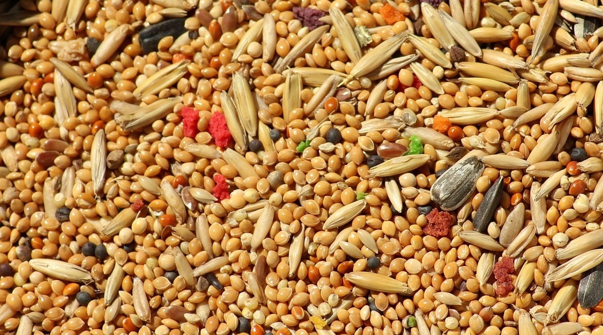 Here’s why you should switch to millets Study shows refined flour