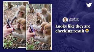 Monkeys use mobile phones, Group of monkeys use mobile, animals using mobiles, viral monkey videos, Harsh Goenka tweets, indian express