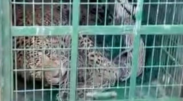 The leopard was captured  and released into a forest area, said officials