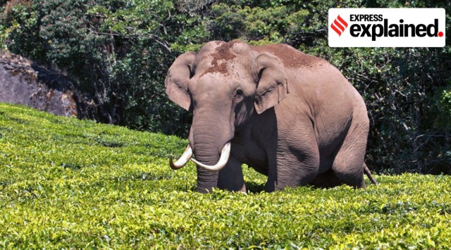 An elephant in a tea plantation