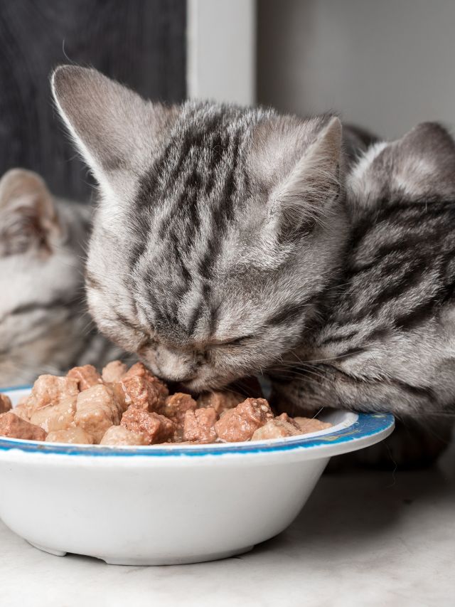 Are vegan pet diets as unhealthy as they’re claimed to be? | The Indian ...