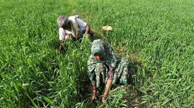 winter crops, rabi crops, Punjab agriculture