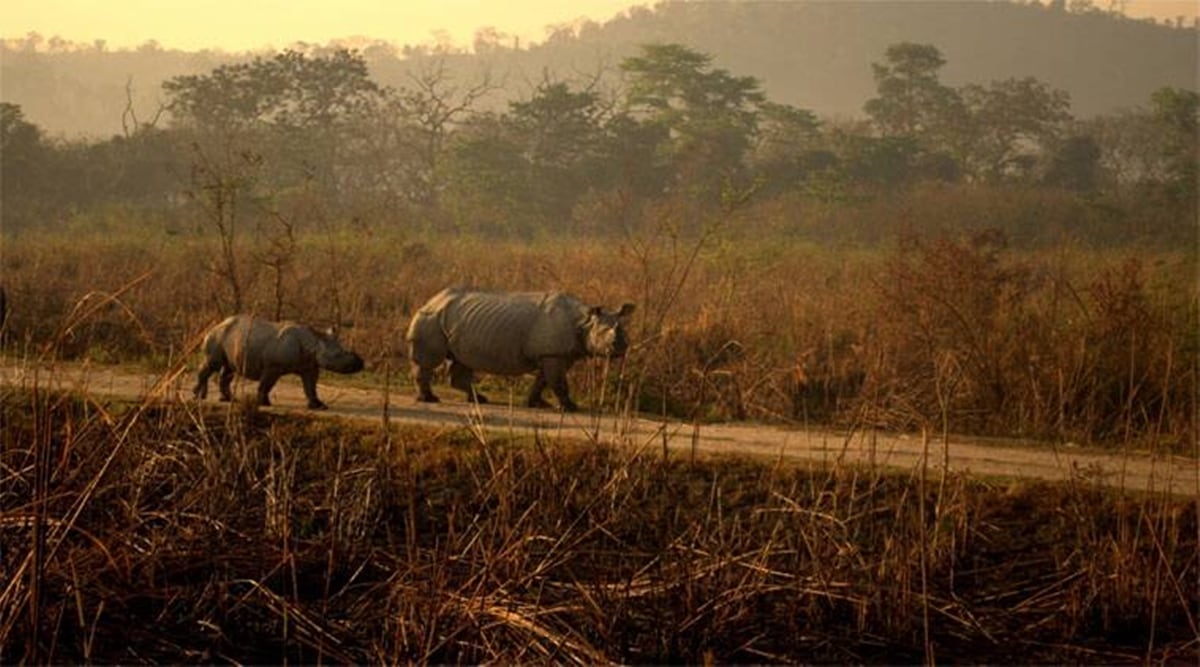 Rhino carcass found in Jan 2022, but it was killed in 2021: Officials defend Assam’s poaching-free year