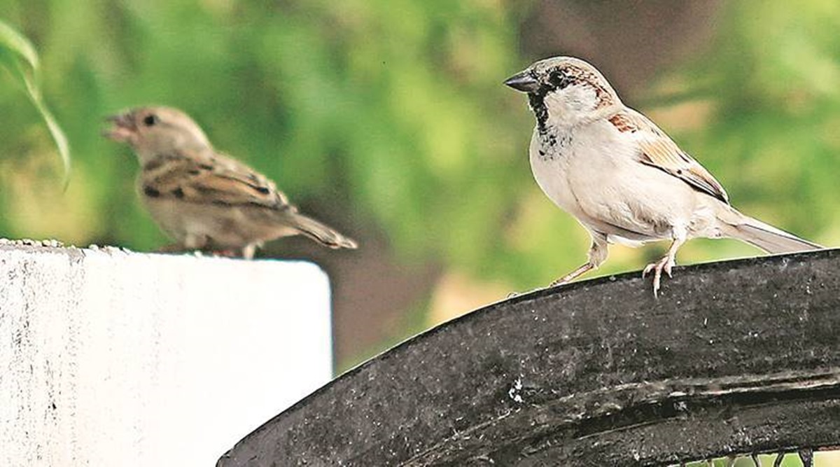 Birdwatch: One of the most common birds, house sparrows love kutcha houses