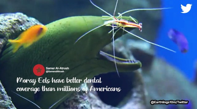 symbiotic relationship between shrimps and eels, remora fishes and shark relationship, viral fish and eel videos, Cleaner Shrimps and Moray Eels, viral underwater videos, indian express
