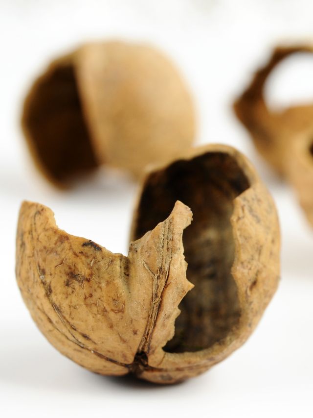 Here’s all you can do with walnut shells The Indian Express