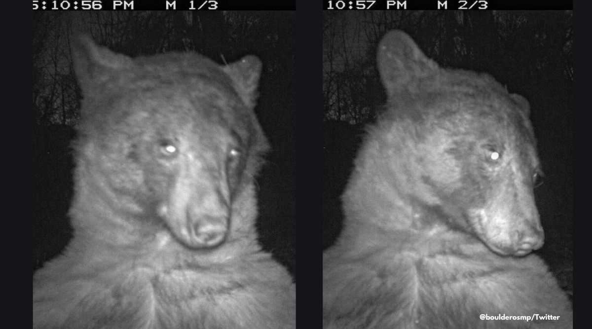 Hidden best sale camera bear