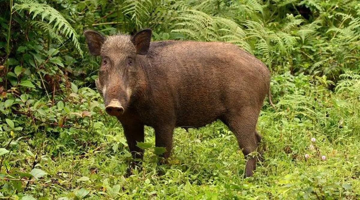 Over 50 wild boars died due to African Swine Flu in Tamil Nadu's Nilgiris:  District Collector | Cities News,The Indian Express