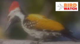 Bird watch Flameback