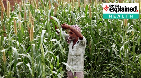 A farmer in a field of bajra in 2020.