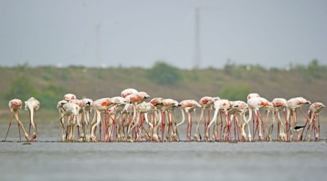 Rajkot, Porbandar, Bird Count Porbandar Wetlands, Bird Conservation Society of Gujarat (BCSG), Ahmedabad news, Gujarat, Indian Express, Current affairs