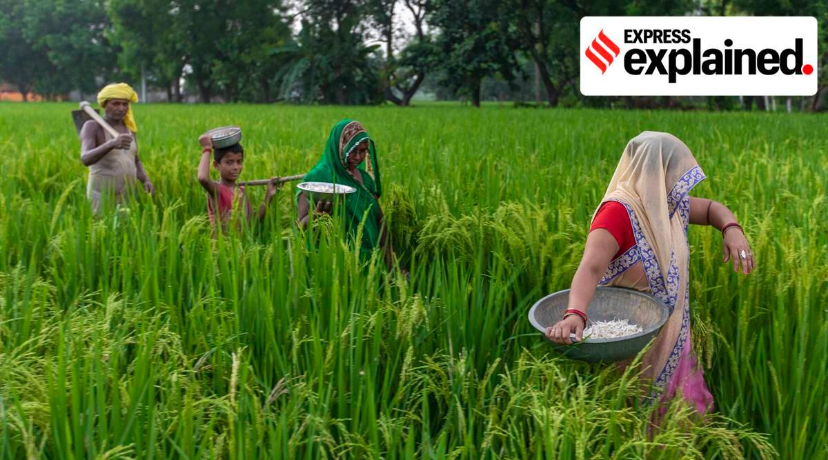 Women agricultural workers in a farm