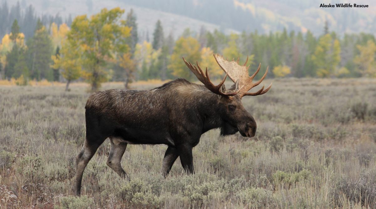 Watch Alaskan moose tramples old woman walking her dog Trending News