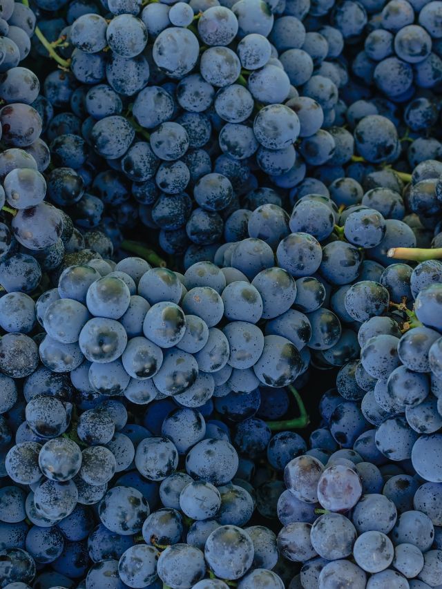 When to avoid black grapes | The Indian Express