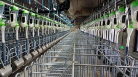 china pig farming, food production, indian express