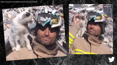 Rescued cat sits on man's shoulder