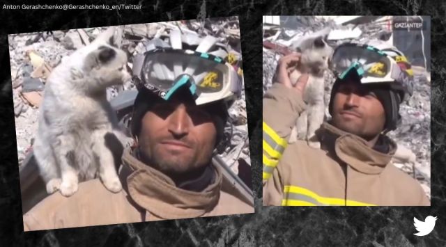 Rescued cat sits on man's shoulder