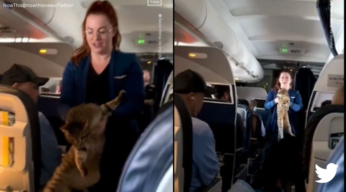 Have you lost your cat?': Crew member announces after pet runs loose on  plane. Watch