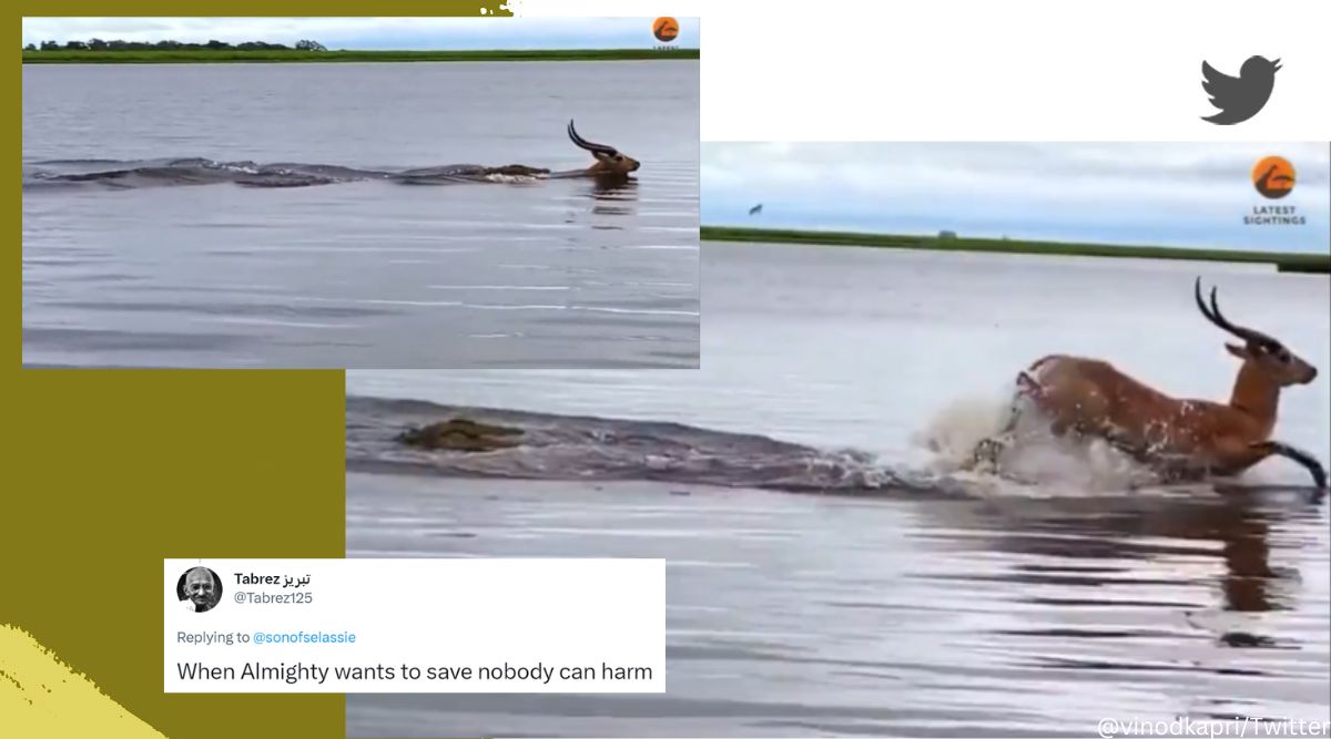 Chase between a crocodile and an antelope in a river