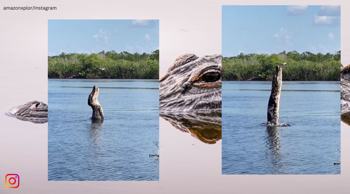 Drone vs crocodile video