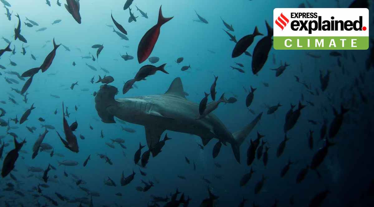 A hammerhead shark swims close to Wolf Island at Galapagos Marine Reserve August 19, 2013.