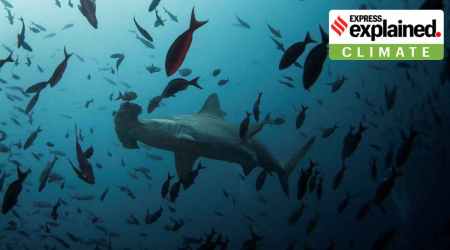 A hammerhead shark swims close to Wolf Island at Galapagos Marine Reserve August 19, 2013.