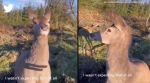 Deer stares at hunter