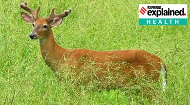 A deer
