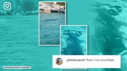 Boat Passengers Watch Dog Fight A Hammerhead Shark in Bahamas