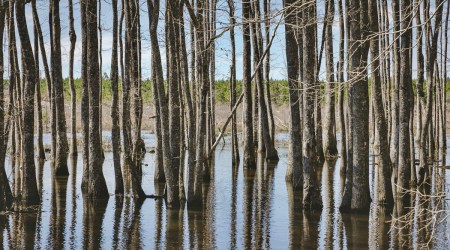 Trees in a flooded area in Vidalia, Georgia, Feb. 13, 2023. Living CarbonÕs seedlings are being planted on Vince StanleyÕs private land, which includes 25,000 forested acres. (Audra Melton/The New York Times)