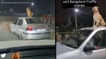 dog travels on top of car