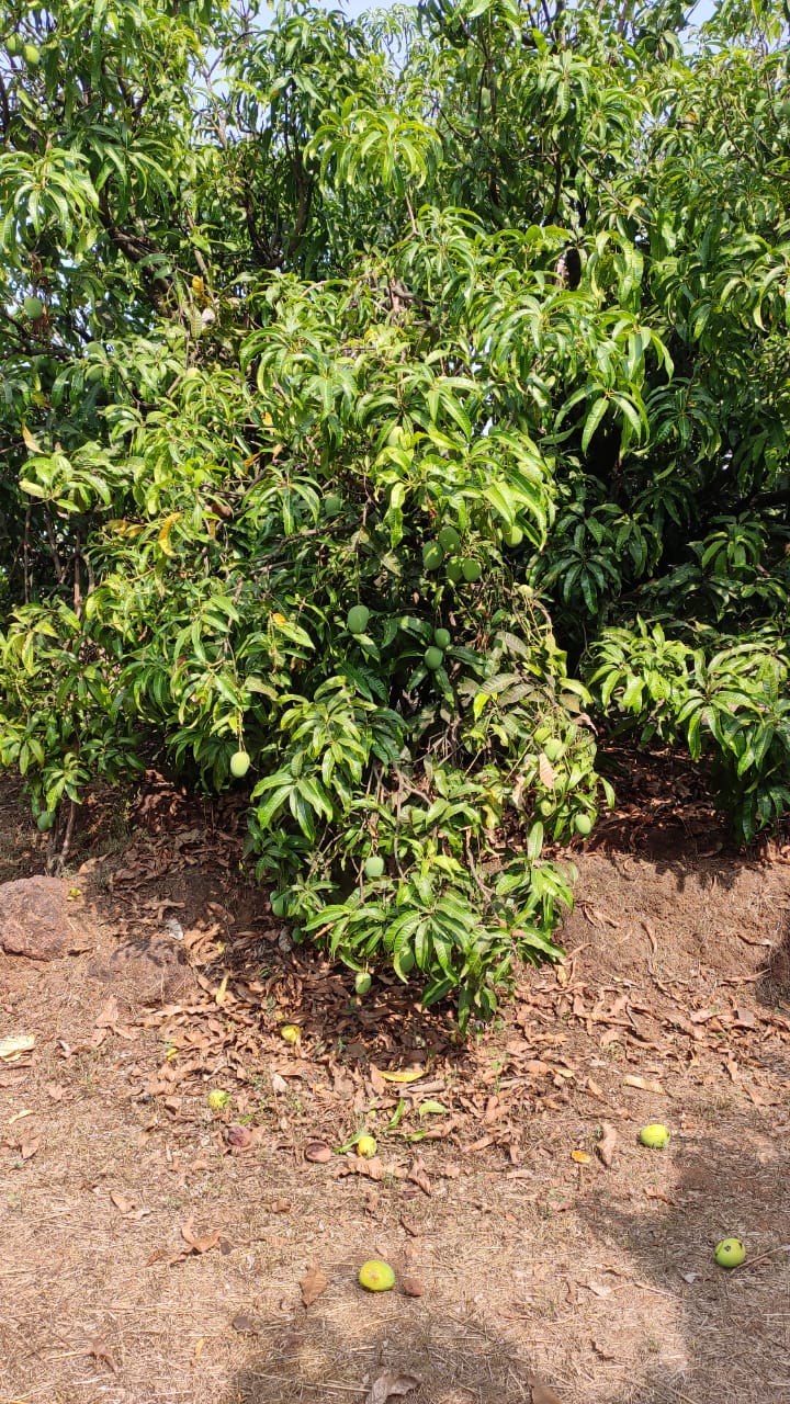 As heat in Feb rises, dropping mangos bite growers’ pockets Cities