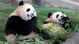 pandas