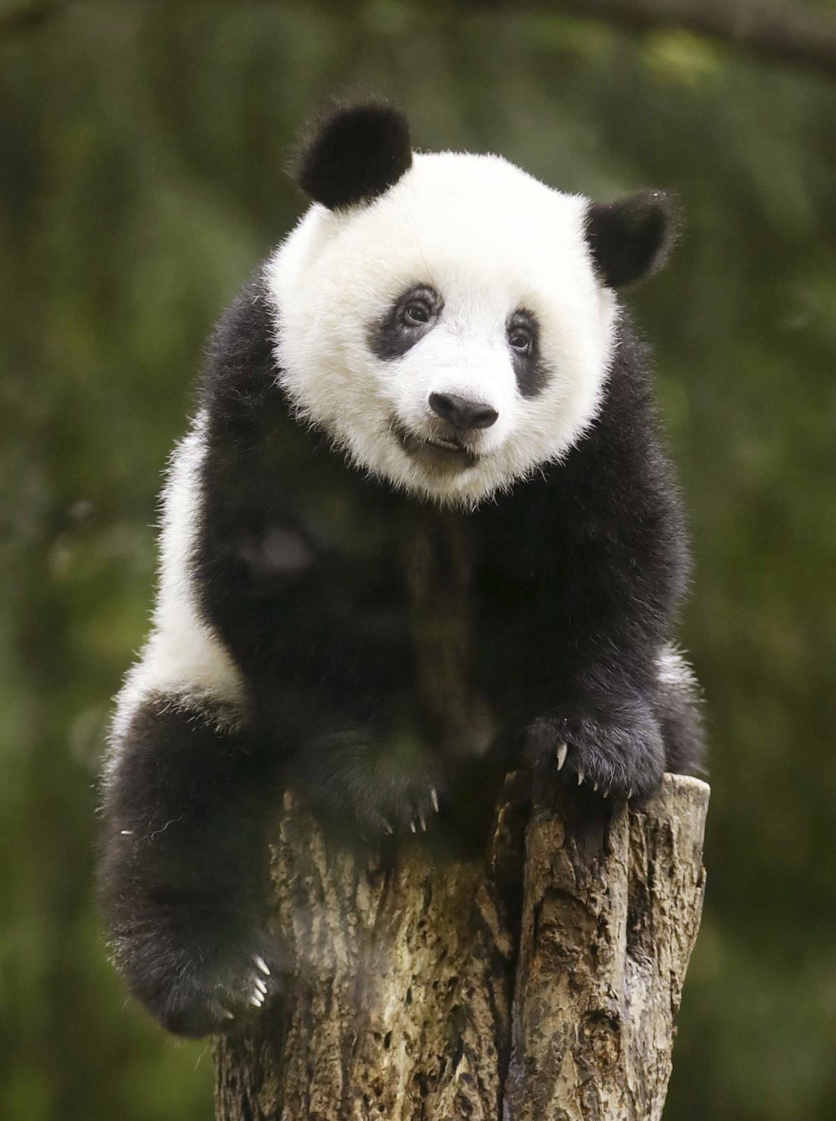 pandas