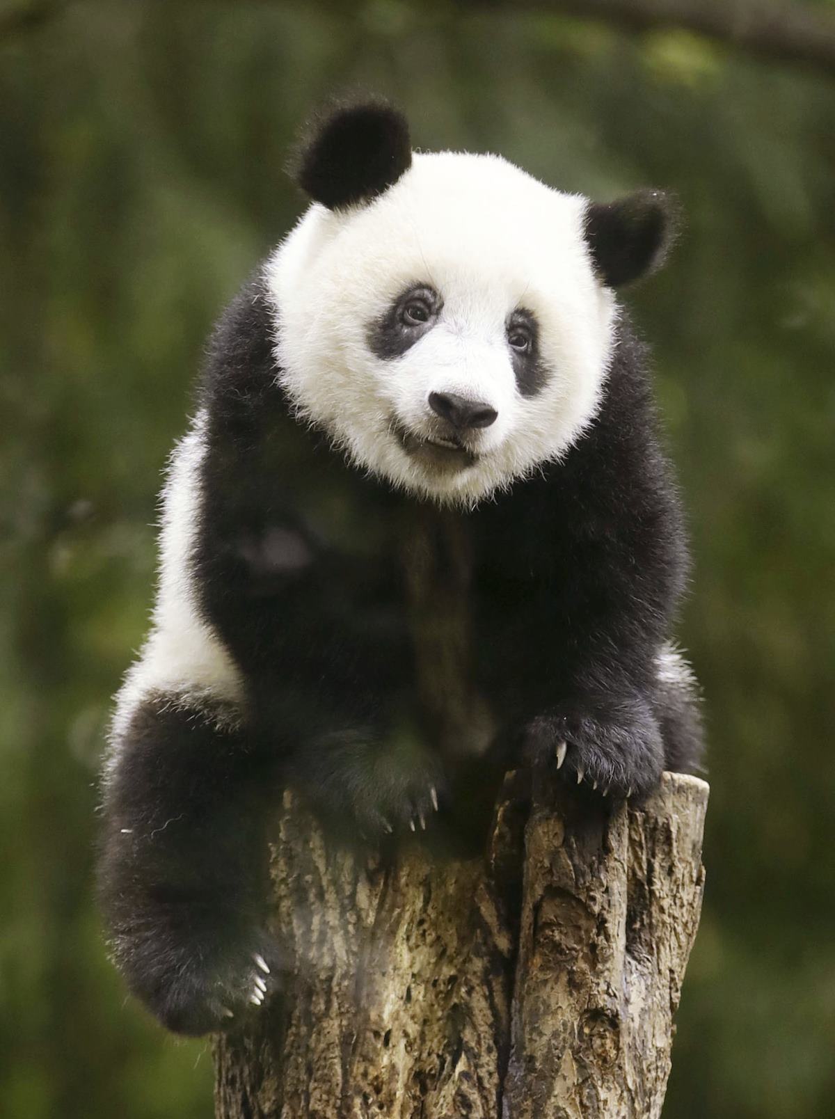 Japan bids teary farewell to pandas sent to reserve in China | Life ...