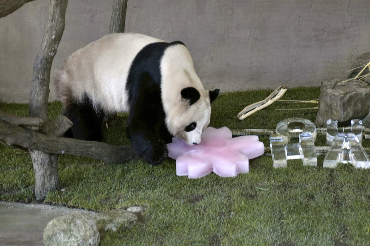 Pandas