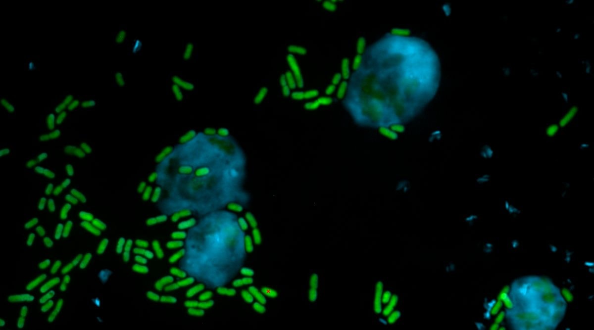 ‘Keanu Reeves’ molecules could protect plants and humans from ‘bad guys’: Study