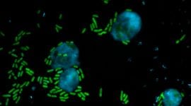 keanu reeves molecule