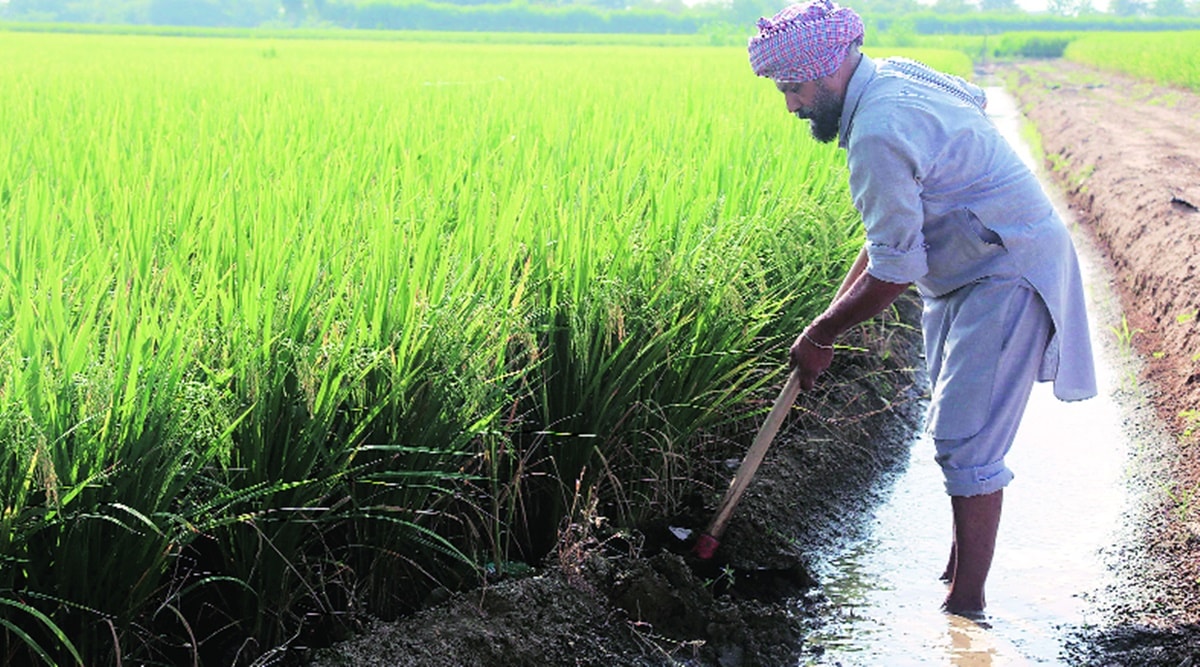 Mann govt may announce MSP for basmati crop to boost diversification