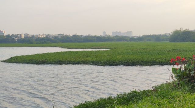 In 2019, the custody of Madiwala lake was transferred to the forest department from Bruhat Bengaluru Mahanagara Palike (BBMP). (Express Photo) 