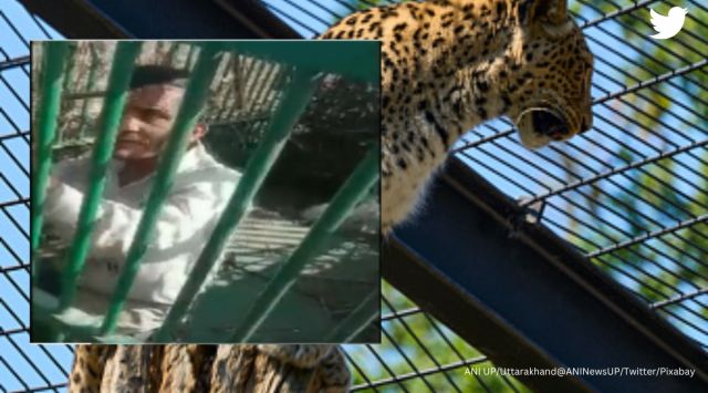 Man trapped in cage for leopard
